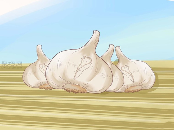 怎样收成与风干大蒜 种植大蒜图片教程(图5)