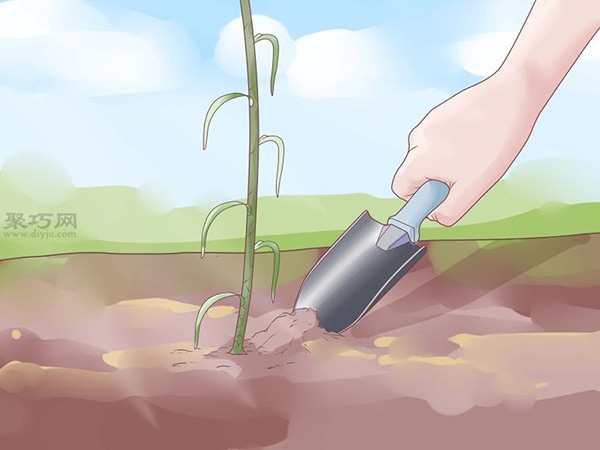 怎样收成与风干大蒜 种植大蒜图片教程(图2)