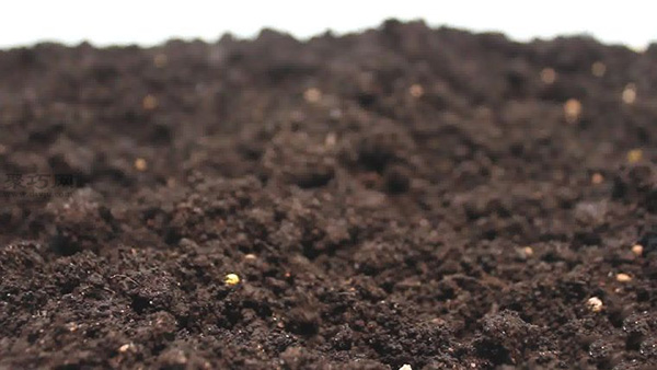 怎样规划花园 种花图片教程(图1)