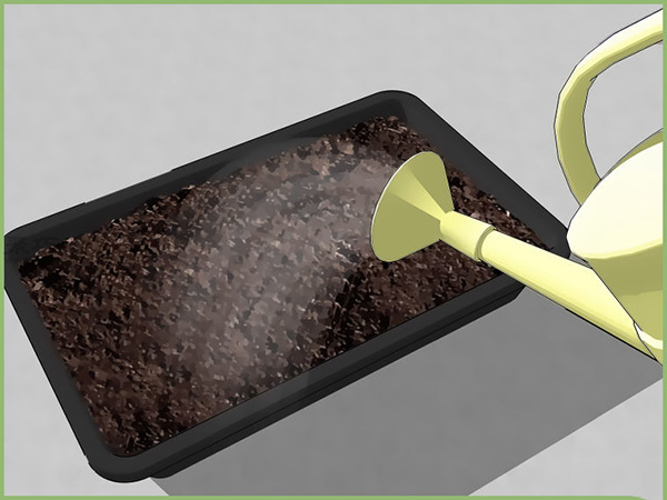 怎样在室内播种 播种教程图解(图3)