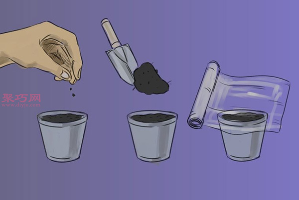 怎样播种罗勒 种植罗勒教程图解(图4)