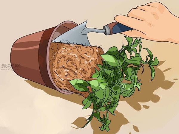 怎么样把倒挂金钟移植到花园里 一起学种植倒挂金钟步骤(图1)