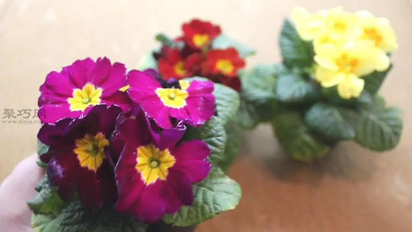 怎样规划花园 种花图片教程(图4)