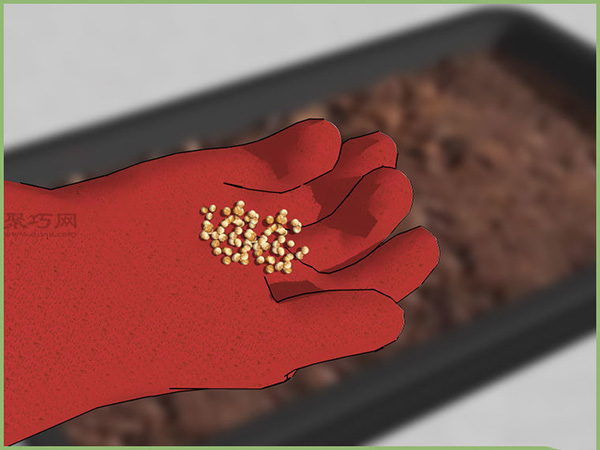 怎样在室内播种 播种教程图解(图2)