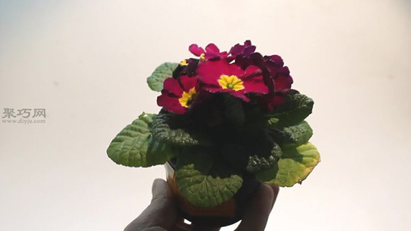 怎样规划花园 种花图片教程(图3)