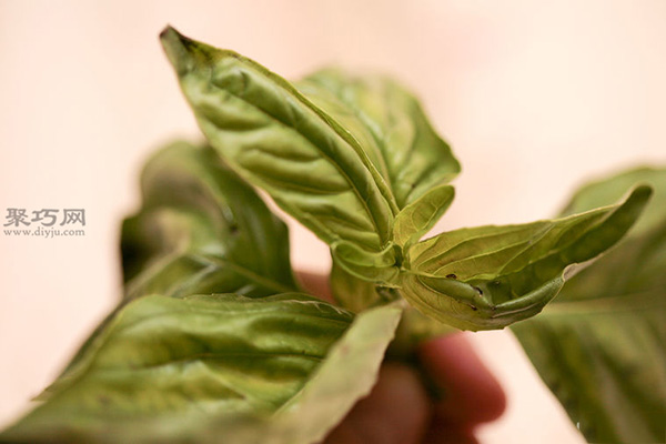 怎样播种罗勒 种植罗勒教程图解(图1)