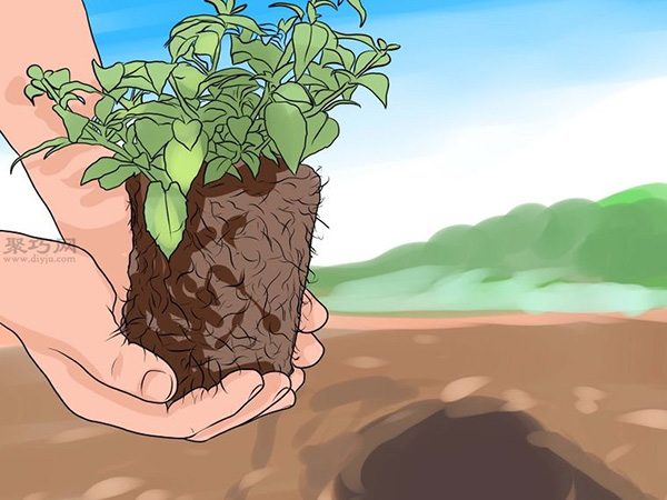 怎么样把倒挂金钟移植到花园里 一起学种植倒挂金钟步骤(图4)