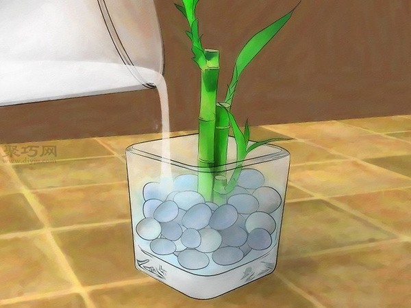 怎么促进富贵竹生长 教你栽种富贵竹教程(图1)