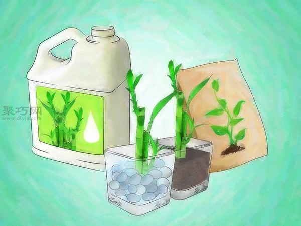 怎么促进富贵竹生长 教你栽种富贵竹教程(图3)