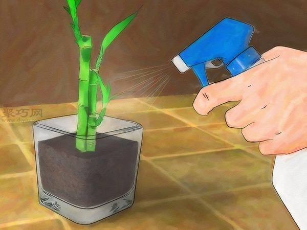 怎么促进富贵竹生长 教你栽种富贵竹教程(图2)