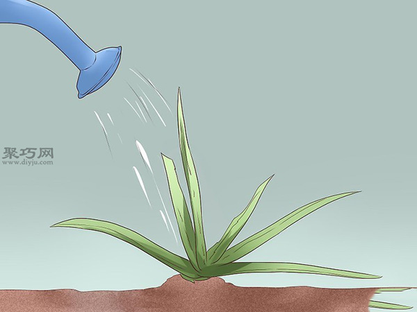 怎么样日常护理芦荟 种芦荟教程图解 - 功圣花卉