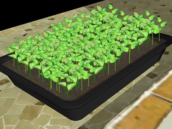 怎么样播种种植辣椒 教你种植辣椒步骤(图5)