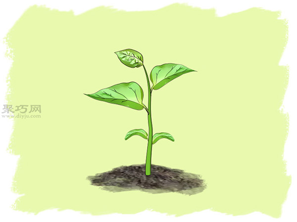 怎么样播种种植辣椒 教你种植辣椒步骤(图6)