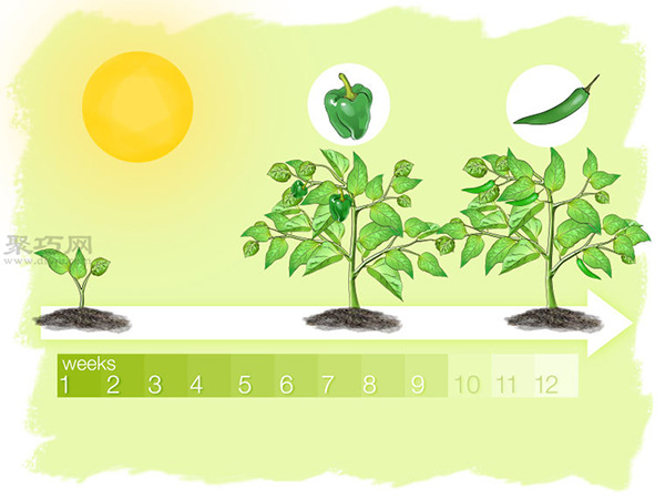 怎么样播种种植辣椒 教你种植辣椒步骤 - 功圣花卉