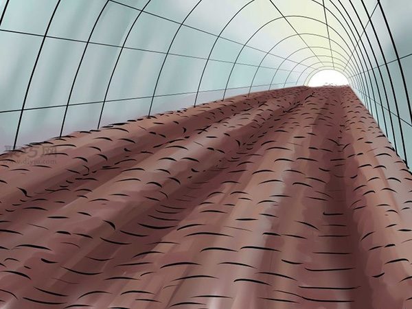 种花生教程 如何种花生 - 功圣花卉