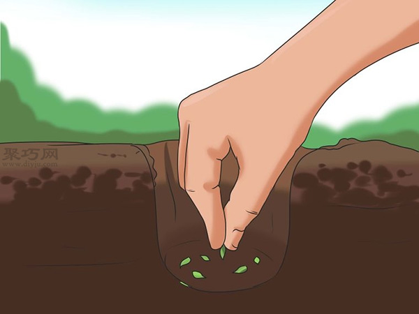 怎么选种植向日葵的种子 种植向日葵图解教程(图3)