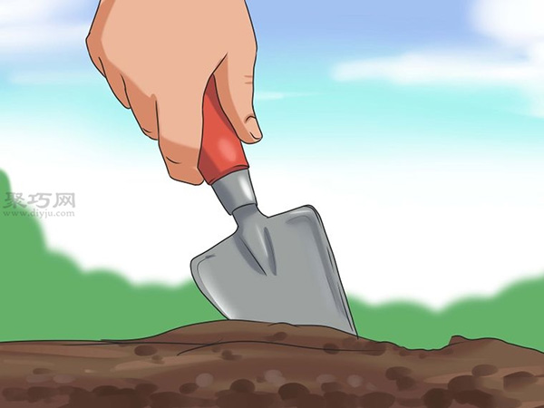 怎么选种植向日葵的种子 种植向日葵图解教程 - 功圣花卉