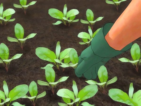 怎样种植萝卜 种植萝卜教程图解(图5)
