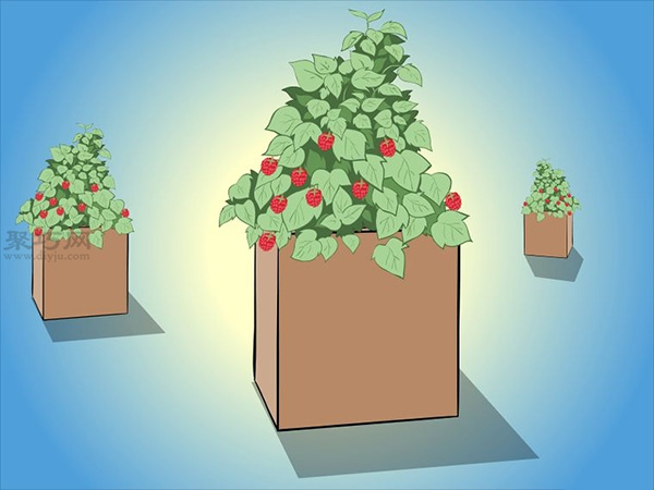 种植树莓步骤 怎样种植树莓(图7)