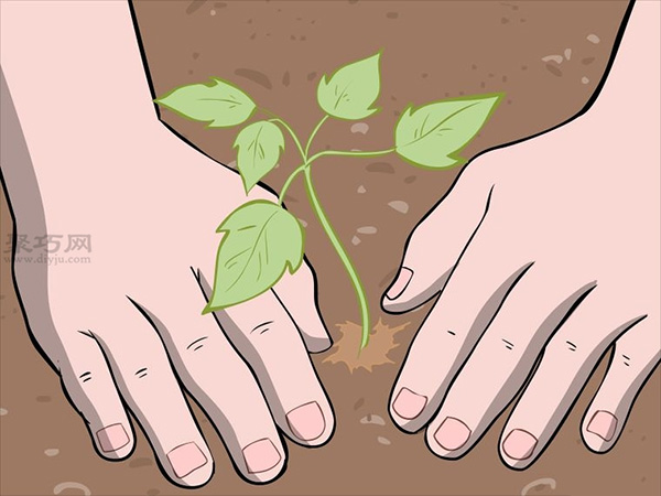 种植树莓步骤 怎样种植树莓(图15)