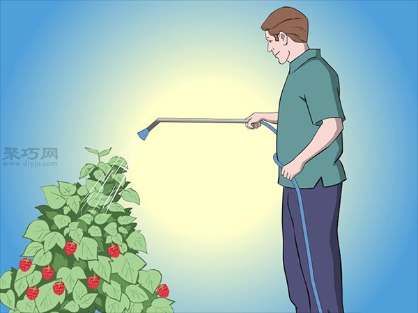 种植树莓步骤 怎样种植树莓(图18)