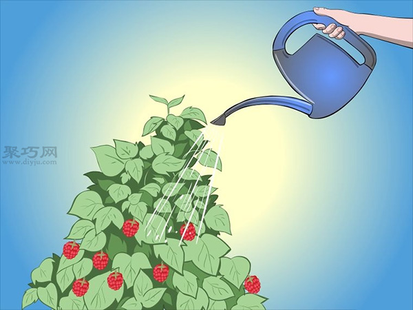 种植树莓步骤 怎样种植树莓(图17)