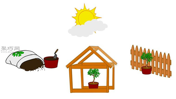 自家怎样种植柑橘 柑橘栽培种植技术 - 功圣花卉