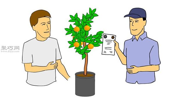 自家怎样种植柑橘 柑橘栽培种植技术(图6)