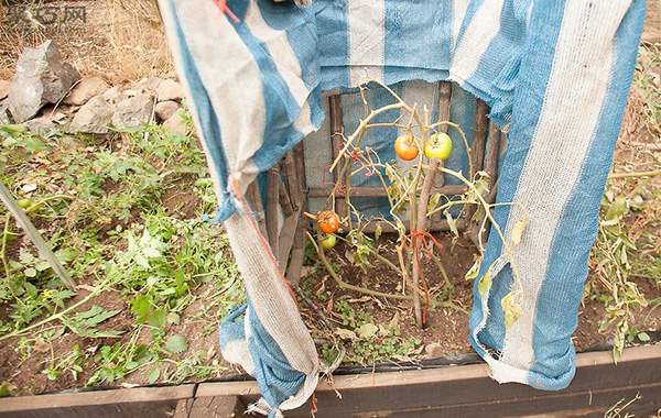 番茄怎么采摘 番茄采摘时必须注意的问题(图4)