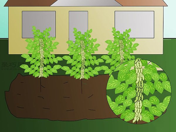 栽种大豆技术 庭院如何种植大豆(图7)