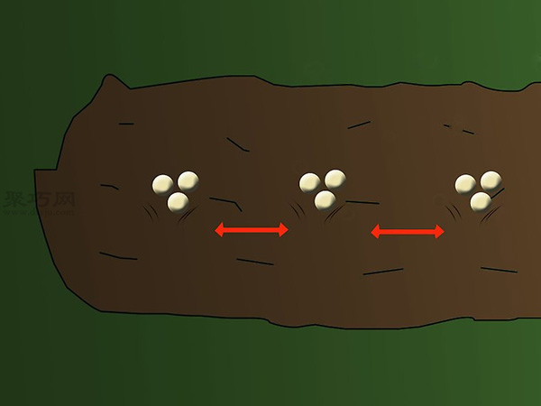 栽种大豆技术 庭院如何种植大豆(图3)