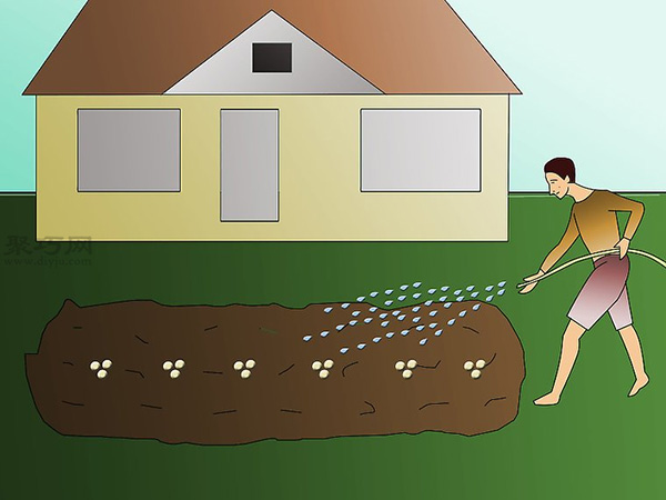 栽种大豆技术 庭院如何种植大豆(图4)