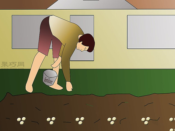 栽种大豆技术 庭院如何种植大豆(图5)