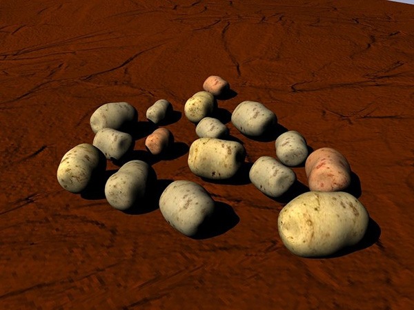 种土豆图解教程 怎么种土豆 - 功圣花卉