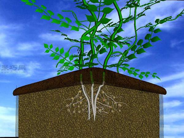 种土豆图解教程 怎么种土豆(图9)