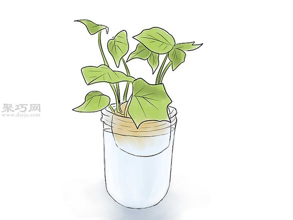 怎么培育红薯幼苗 来看种植红薯的方法(图6)