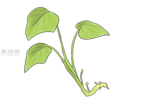 怎么培育红薯幼苗 来看种植红薯的方法(图7)