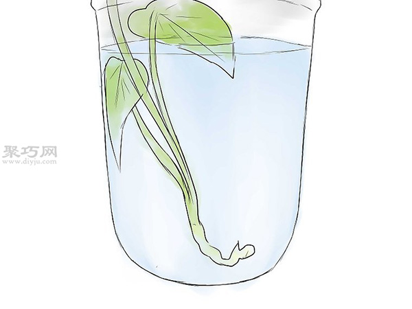 怎么培育红薯幼苗 来看种植红薯的方法(图8)