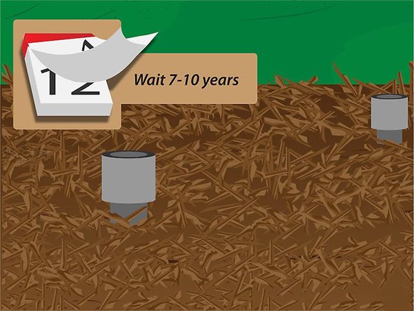 种植人参技术 人工怎么种植人参(图9)