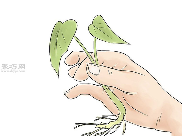 怎么培育红薯幼苗 来看种植红薯的方法(图9)