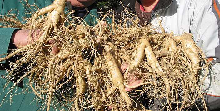 种植人参技术 人工怎么种植人参(图11)