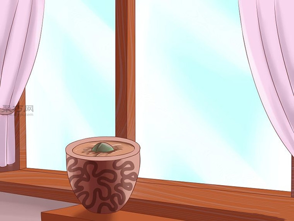 栽种鳄梨步骤 怎样栽种鳄梨 - 功圣花卉