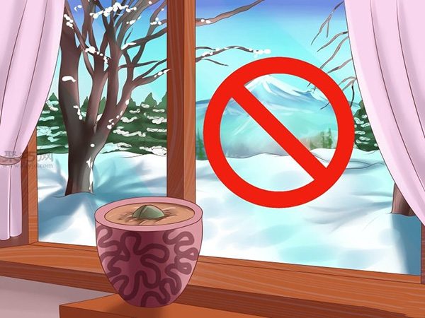 栽种鳄梨步骤 怎样栽种鳄梨(图2)