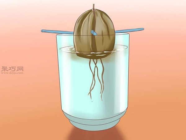 栽种鳄梨步骤 怎样栽种鳄梨(图6)