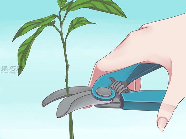 栽种鳄梨步骤 怎样栽种鳄梨(图8)