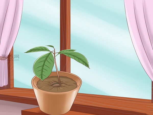栽种鳄梨步骤 怎样栽种鳄梨(图10)