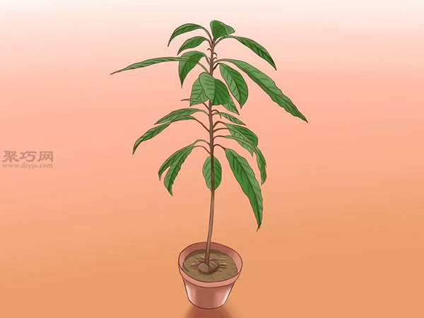 栽种鳄梨步骤 怎样栽种鳄梨(图12)