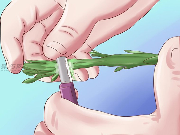 栽种鳄梨步骤 怎样栽种鳄梨(图14)