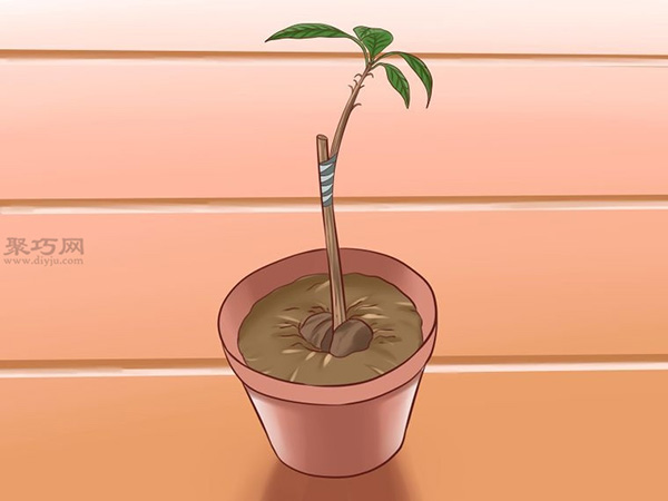 栽种鳄梨步骤 怎样栽种鳄梨(图16)