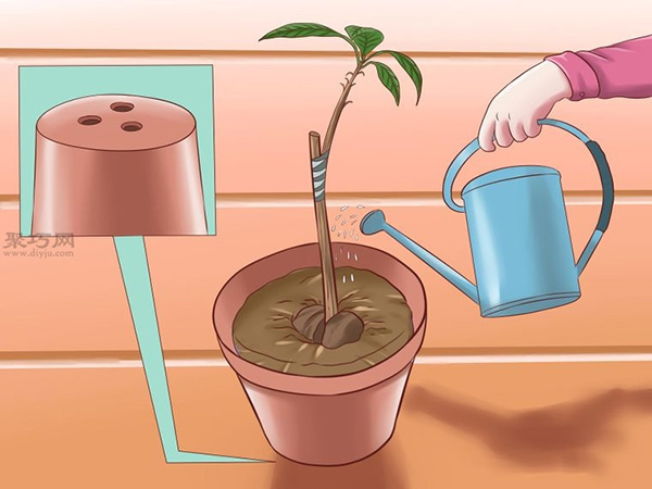 栽种鳄梨步骤 怎样栽种鳄梨(图17)
